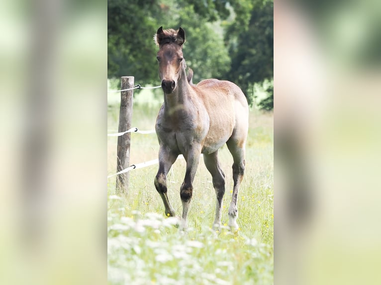 Quarter horse américain Étalon 1 Année Buckskin in Hagen im Bremischen