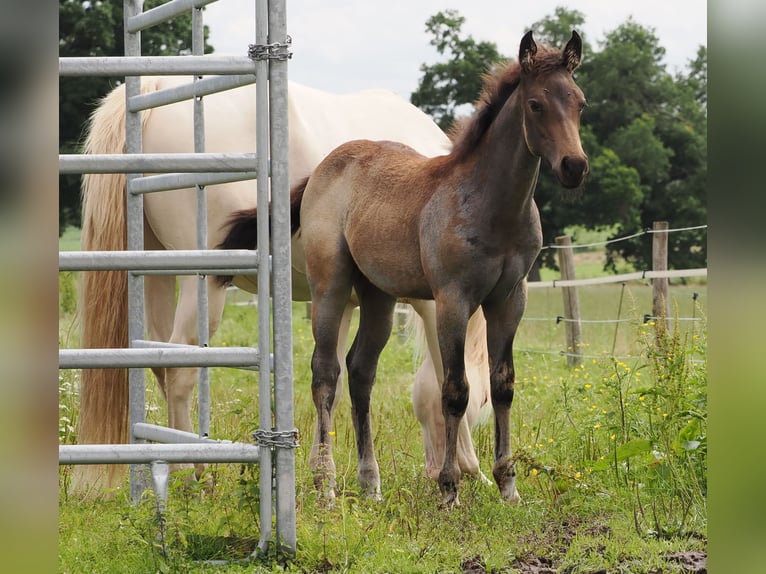 Quarter horse américain Étalon 1 Année Buckskin in Hagen im Bremischen