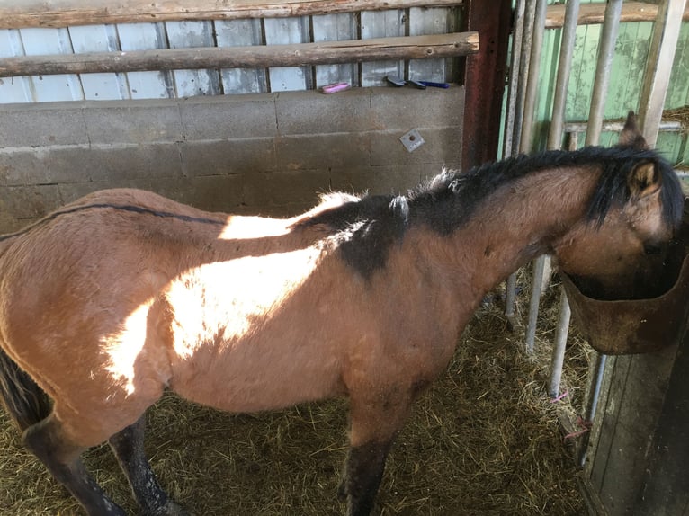 Quarter horse américain Étalon 1 Année Gris (bai-dun) in Petit-R&#xE9;derching