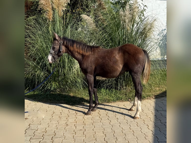 Quarter horse américain Étalon 1 Année Gris in 8272 zdole