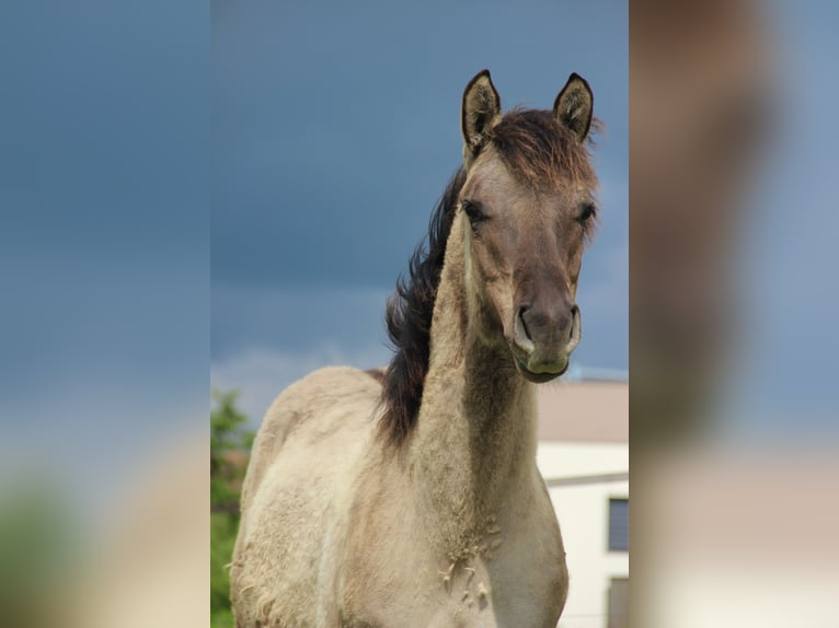 Quarter horse américain Étalon 1 Année Grullo in Ruelisheim
