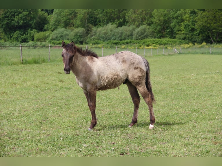 Quarter horse américain Étalon 1 Année Grullo in Ruelisheim