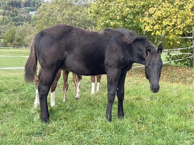 Quarter horse américain Étalon 1 Année Noir in Deggenhausertal