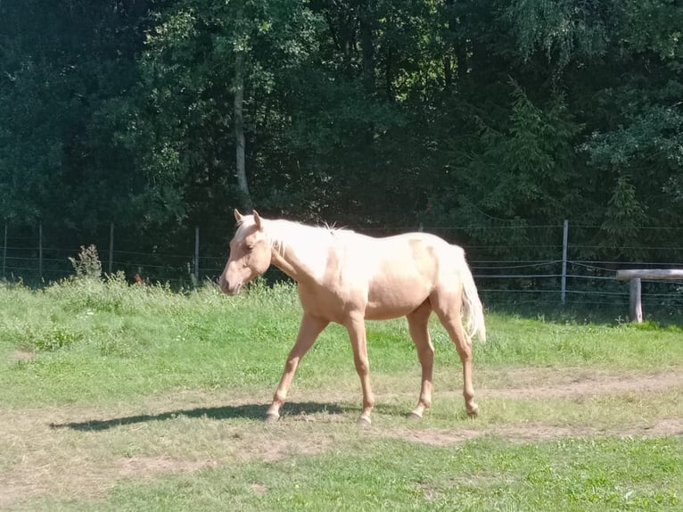 Quarter horse américain Étalon 1 Année Palomino in Stare Gonne