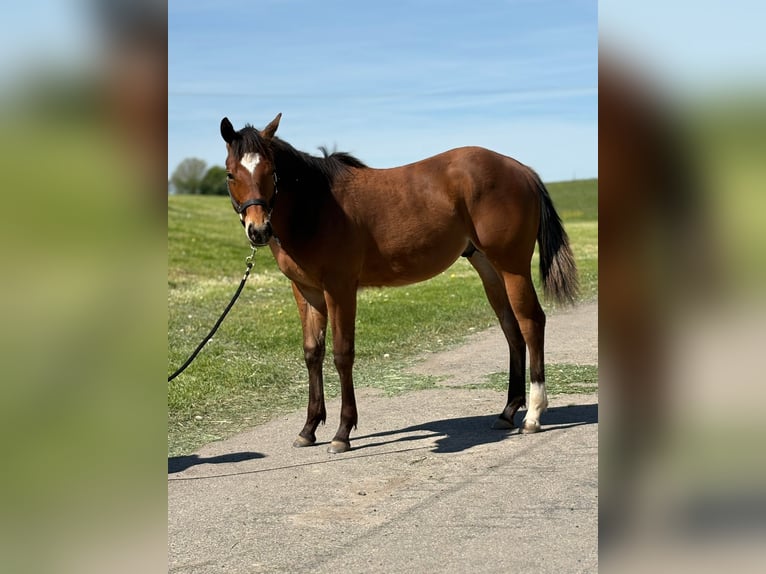 Quarter horse américain Étalon 1 Année  in MemmingenMemmingen