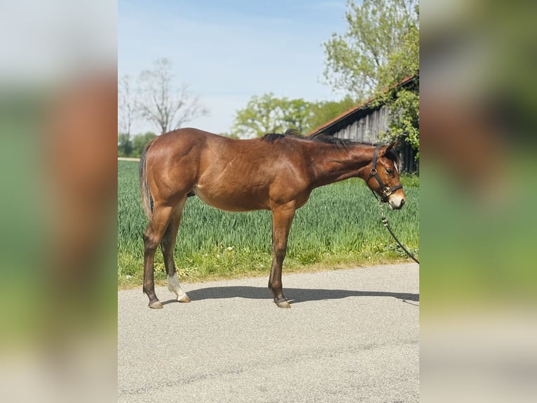 Quarter horse américain Étalon 1 Année  in MemmingenMemmingen