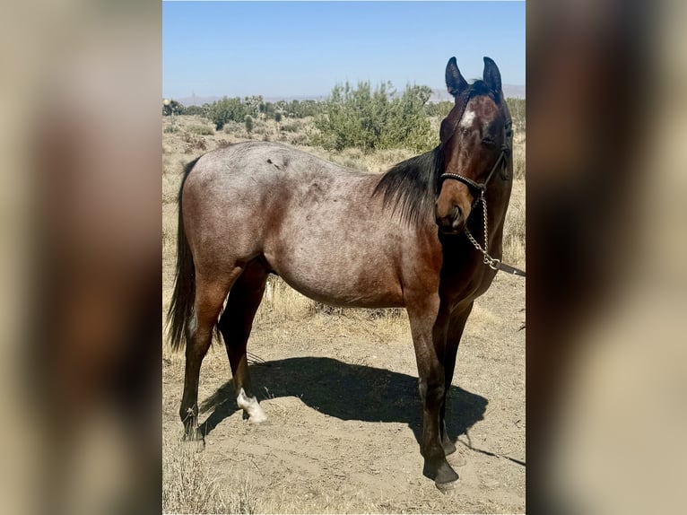Quarter horse américain Étalon 1 Année Roan-Bay in Phelan, CA