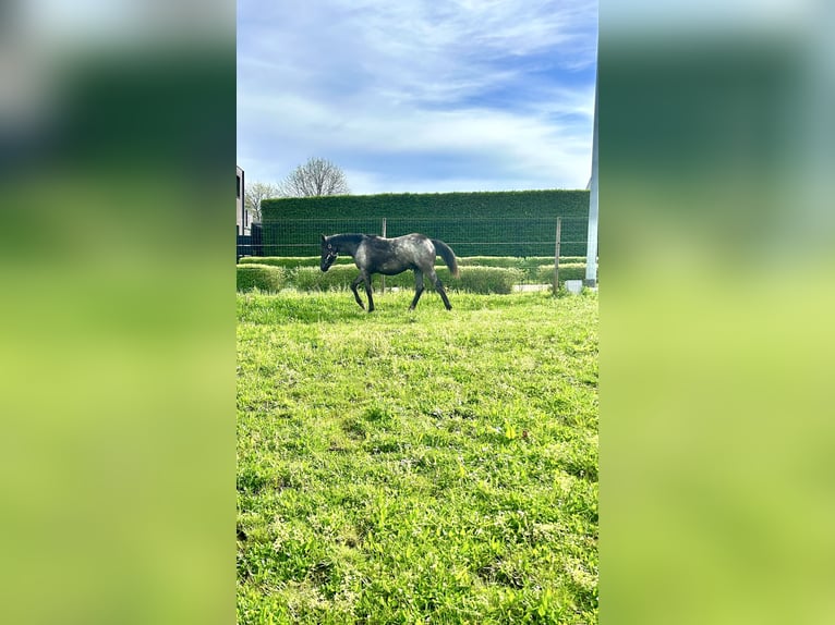 Quarter horse américain Étalon 1 Année Rouan Bleu in Herselt