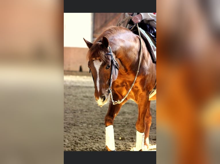 Quarter horse américain Étalon 20 Ans 149 cm Alezan brûlé in Haltern am See