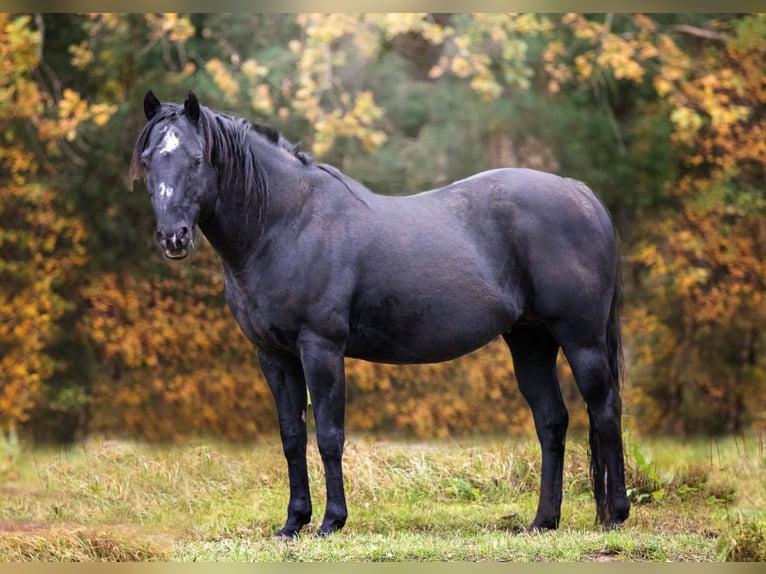 Quarter horse américain Étalon 23 Ans 150 cm Noir in Quitzdorf am See