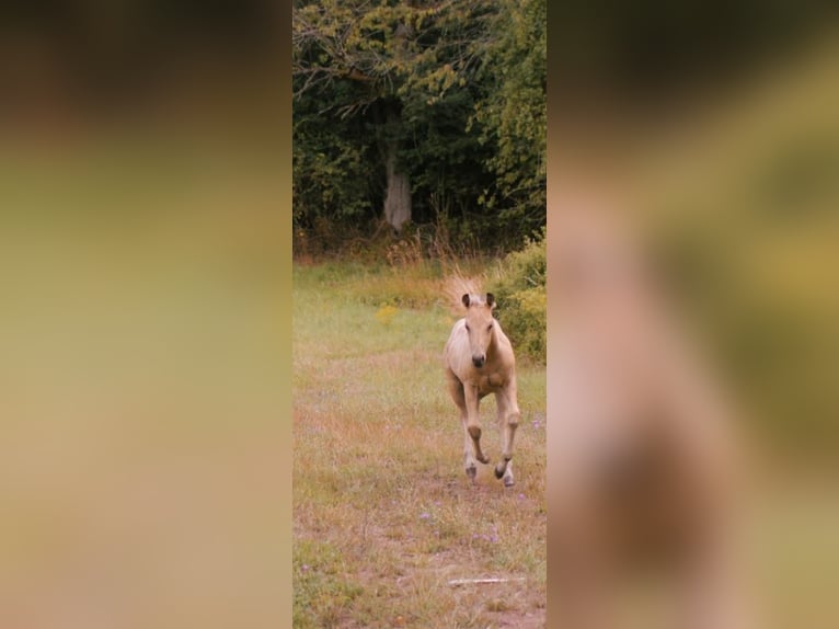 Quarter horse américain Étalon 2 Ans 130 cm Buckskin in Sulzdorf an der Lederhecke