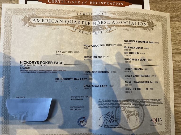 Quarter horse américain Étalon 2 Ans 132 cm Bai in Nieuw Beerta