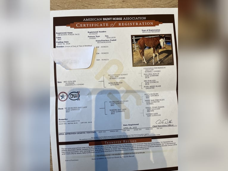 Quarter horse américain Étalon 2 Ans 135 cm Bai in Nieuw Beerta