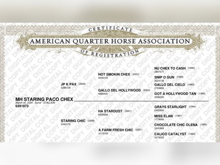 Quarter horse américain Étalon 2 Ans 140 cm Alezan cuivré in Goriška