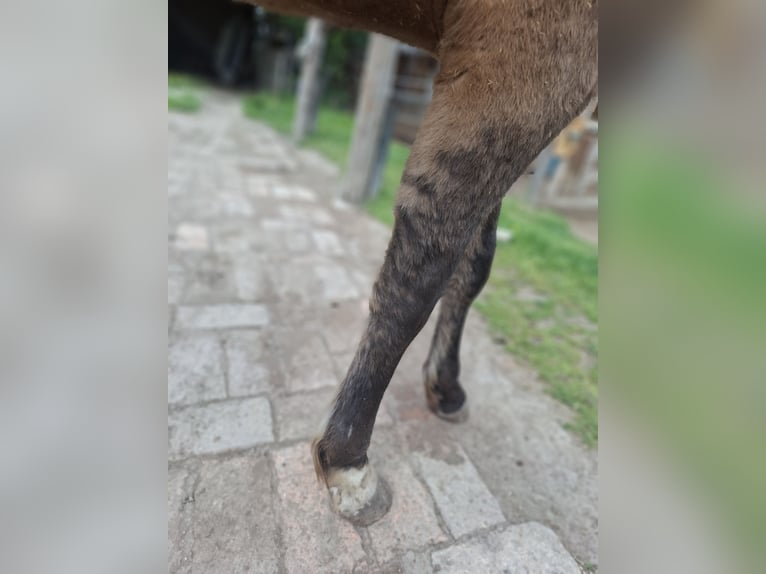 Quarter horse américain Étalon 2 Ans 140 cm Dunalino in Wien, Donaustadt