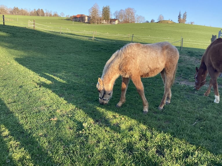 Quarter horse américain Étalon 2 Ans 140 cm Palomino in ApfeldorfApfeldorf