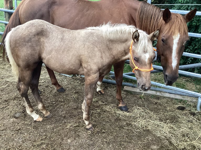 Quarter horse américain Étalon 2 Ans 140 cm Palomino in ApfeldorfApfeldorf