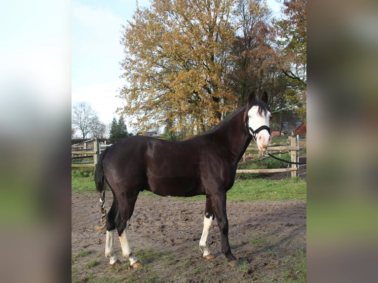 Quarter horse américain Étalon 2 Ans 142 cm Bai brun foncé in Rhede