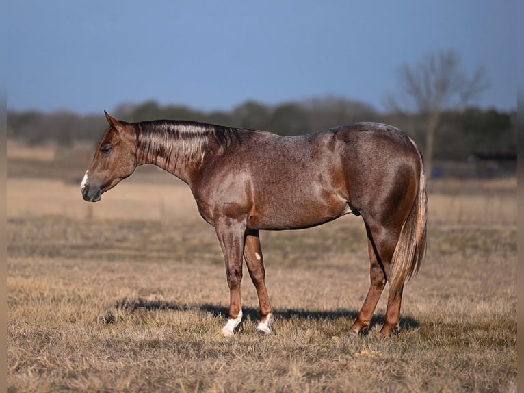 Quarter horse américain Étalon 2 Ans 142 cm Rouan Rouge in Waco