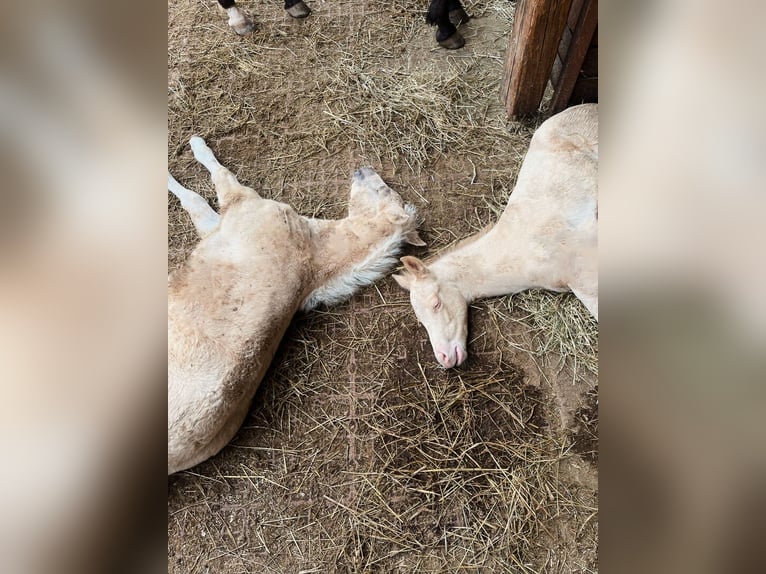 Quarter horse américain Étalon 2 Ans 144 cm Cremello in Eppan an der Weinstraße