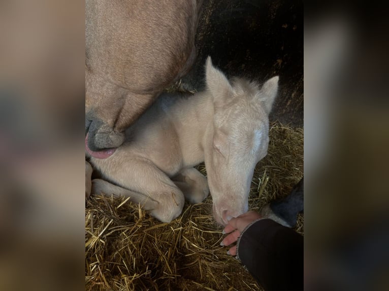 Quarter horse américain Étalon 2 Ans 144 cm Cremello in Eppan an der Weinstraße