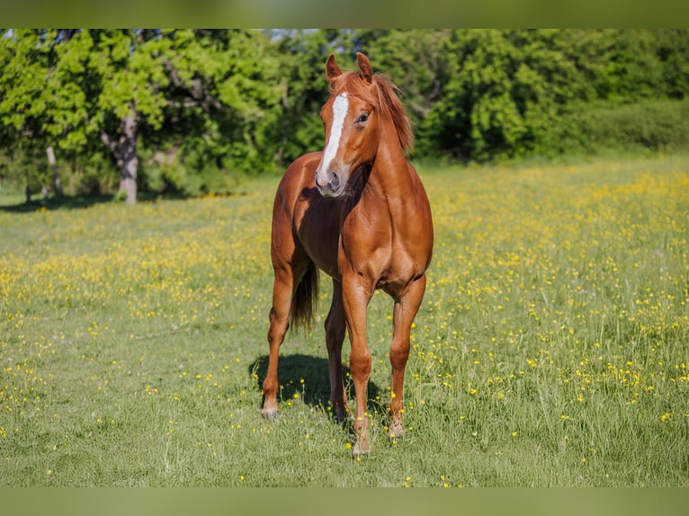 Quarter horse américain Étalon 2 Ans 145 cm Alezan in Dražkovce pri Martine