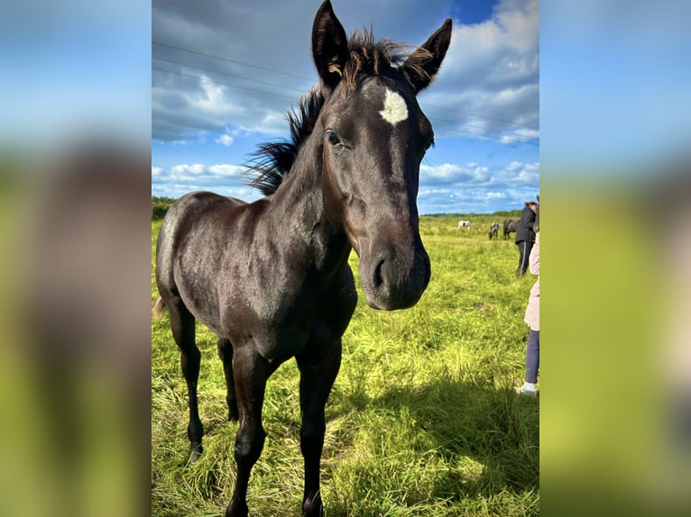 Quarter horse américain Étalon 2 Ans 145 cm Noir in Brunn