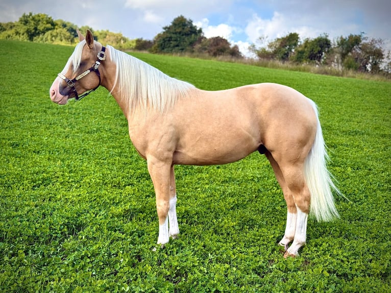 Quarter horse américain Étalon 2 Ans 145 cm Palomino in Liebenau