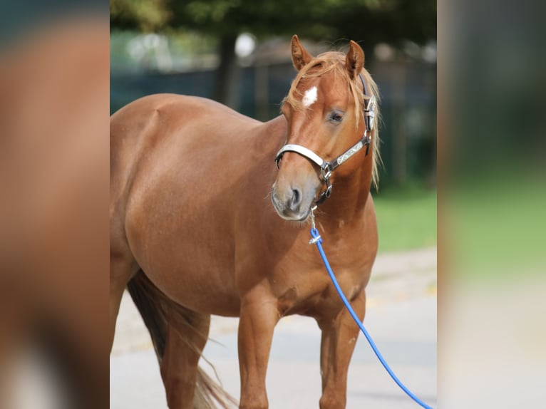 Quarter horse américain Étalon 2 Ans 146 cm Alezan cuivré in Nienhagen