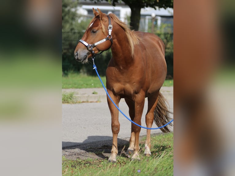 Quarter horse américain Étalon 2 Ans 146 cm Alezan cuivré in Nienhagen