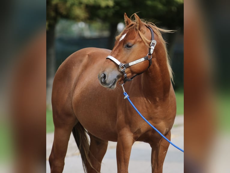Quarter horse américain Étalon 2 Ans 146 cm Alezan cuivré in Nienhagen