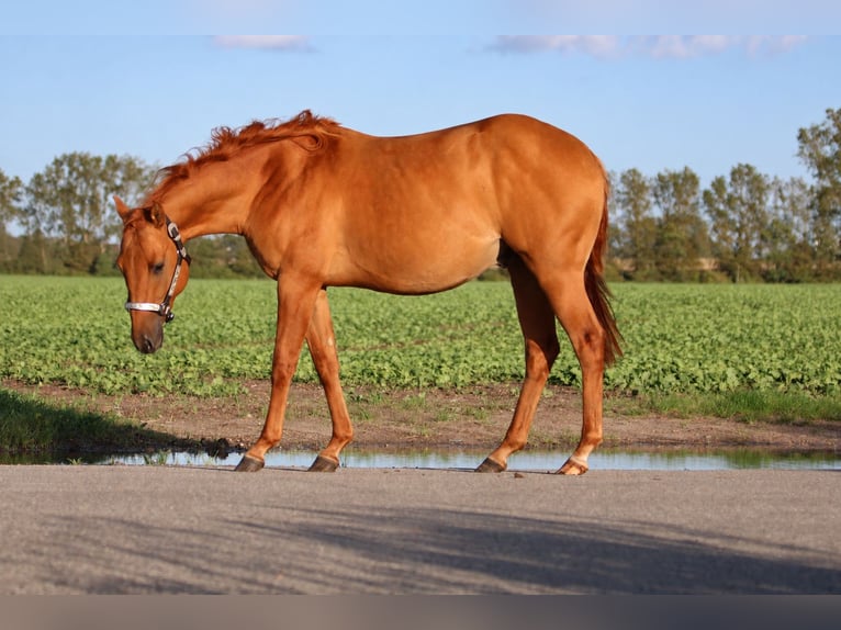 Quarter horse américain Étalon 2 Ans 146 cm Alezan dun in Nienhagen