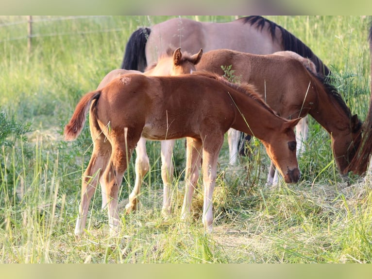 Quarter horse américain Étalon 2 Ans 148 cm Alezan brûlé in Waldshut-Tiengen