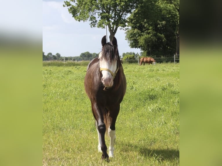 Quarter horse américain Étalon 2 Ans 148 cm Bai brun foncé in Rhede