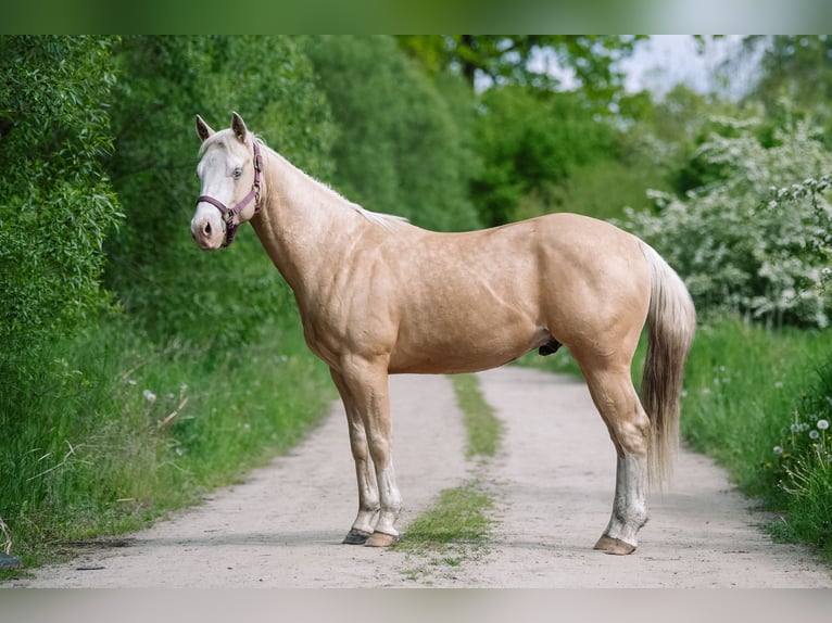 Quarter horse américain Étalon 2 Ans 148 cm Palomino in Neukalen