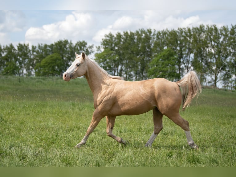 Quarter horse américain Étalon 2 Ans 148 cm Palomino in Neukalen
