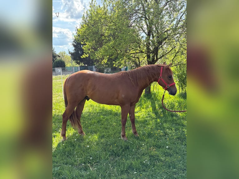 Quarter horse américain Étalon 2 Ans 150 cm Alezan in Dražkovce pri Martine