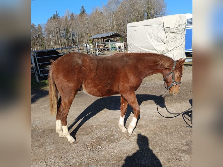 Quarter horse américain Étalon 2 Ans 150 cm Alezan in Bad Kohlgrub