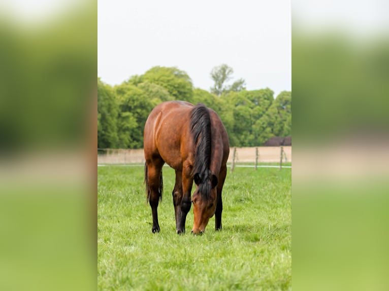 Quarter horse américain Étalon 2 Ans 150 cm Bai in Celle