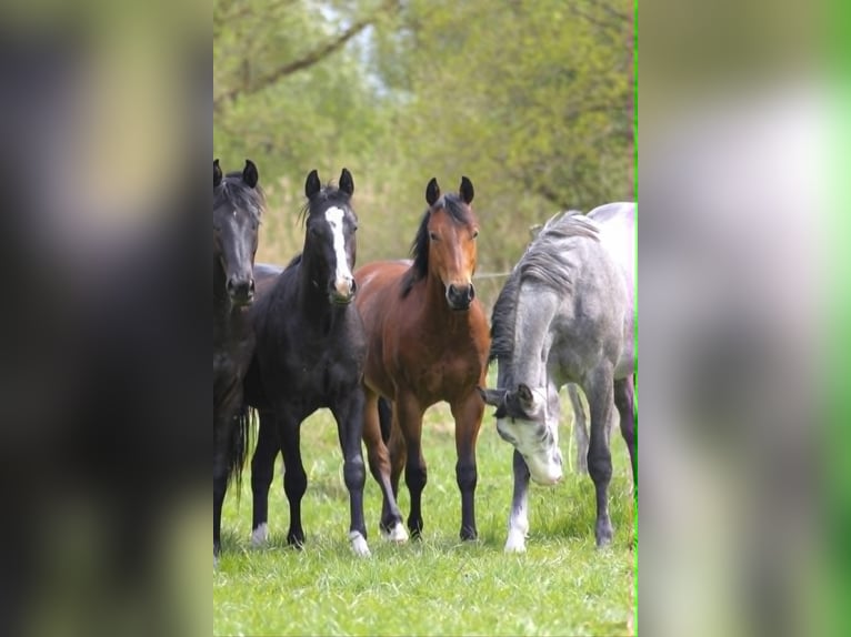 Quarter horse américain Étalon 2 Ans 150 cm Bai in Celle