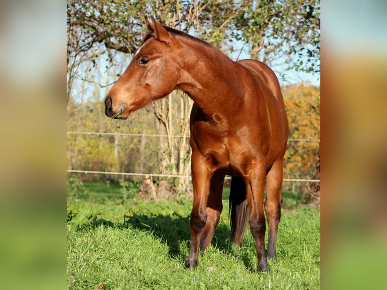 Quarter horse américain Étalon 2 Ans 150 cm Bai in Stade