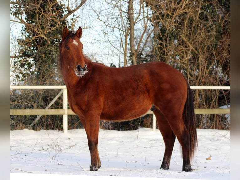 Quarter horse américain Étalon 2 Ans 150 cm Bai in Stade