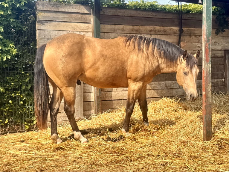 Quarter horse américain Étalon 2 Ans 150 cm Buckskin in Soest