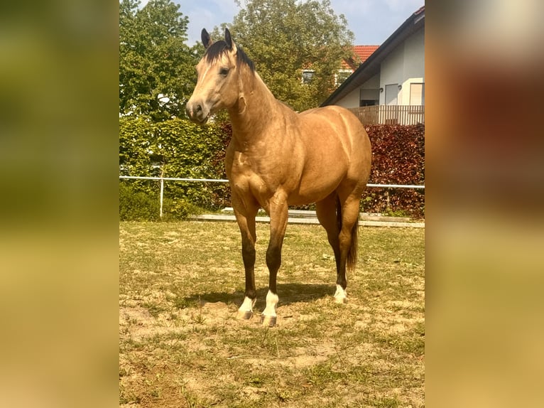 Quarter horse américain Étalon 2 Ans 150 cm Buckskin in Soest