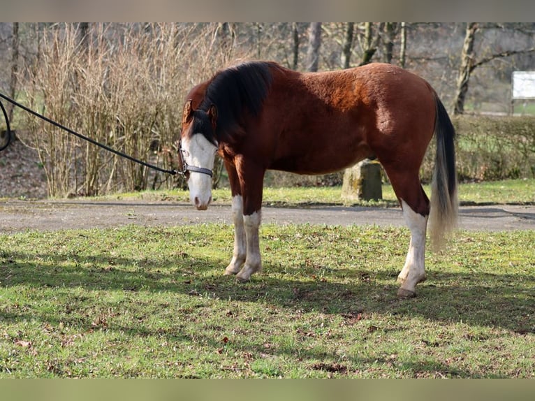Quarter horse américain Étalon 2 Ans 150 cm Overo-toutes couleurs in Hellenthal