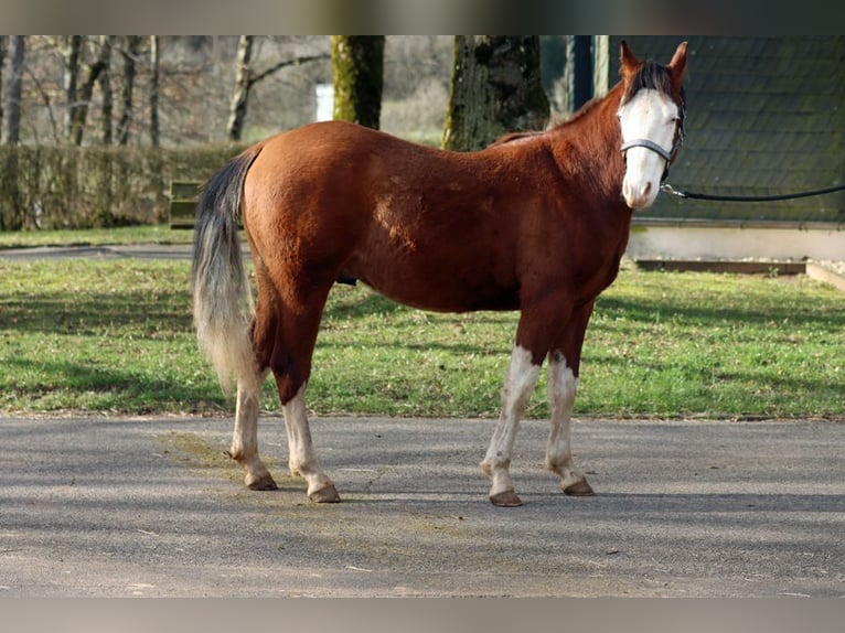 Quarter horse américain Étalon 2 Ans 150 cm Overo-toutes couleurs in Hellenthal