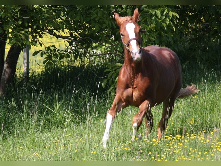 Quarter horse américain Étalon 2 Ans 152 cm Alezan in Langenbach