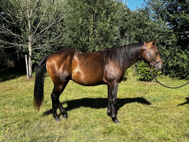 Quarter horse américain Étalon 2 Ans 152 cm Buckskin in Leuvenheim