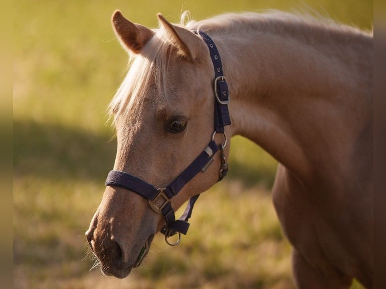 Quarter horse américain Étalon 2 Ans 152 cm Dunalino in Clausthal-Zellerfeld