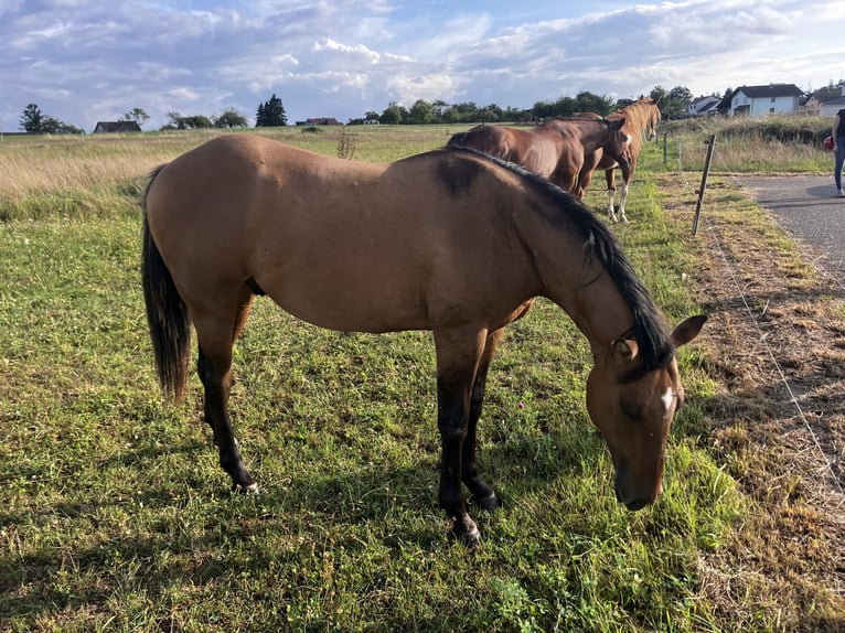 Quarter horse américain Étalon 2 Ans 152 cm Gris (bai-dun) in Petit-Réderching